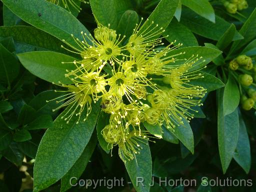 Golden Penda Flowers 